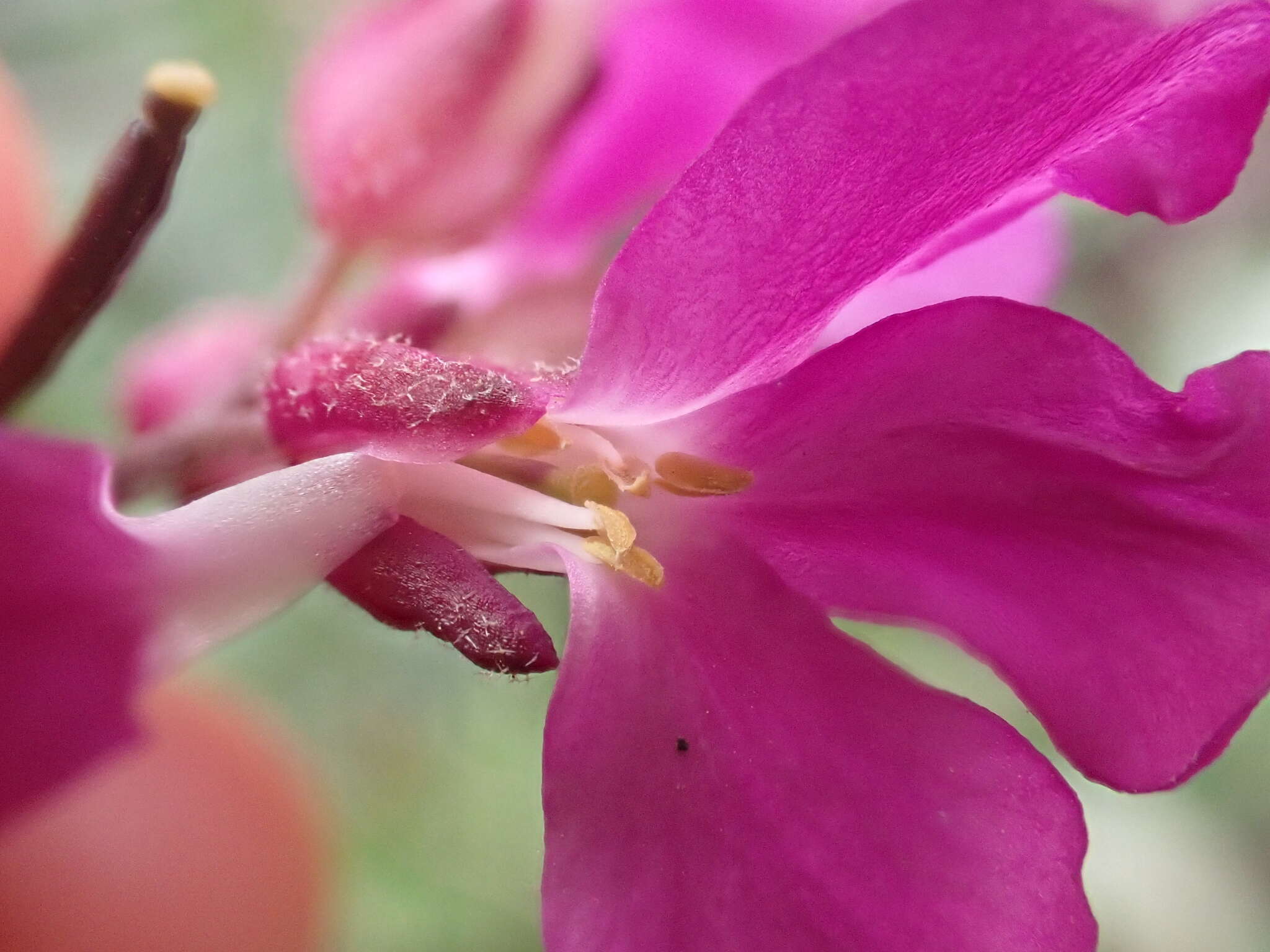 Plancia ëd Clarkia concinna subsp. raichei G. A. Allen, V. S. Ford & L. D. Gottlieb