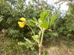 Image of Tifton burclover