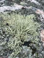 Imagem de Ramalina subfarinacea (Nyl. ex Cromb.) Nyl.