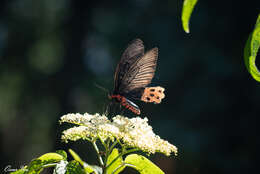 Atrophaneura horishanus (Matsumura 1910)的圖片