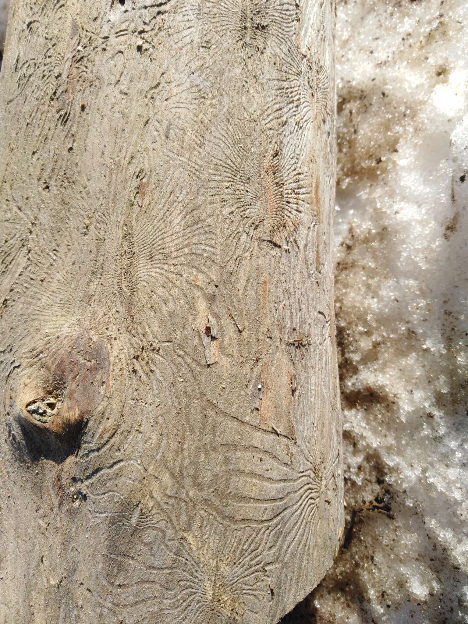 Image of Dutch elm disease beetle