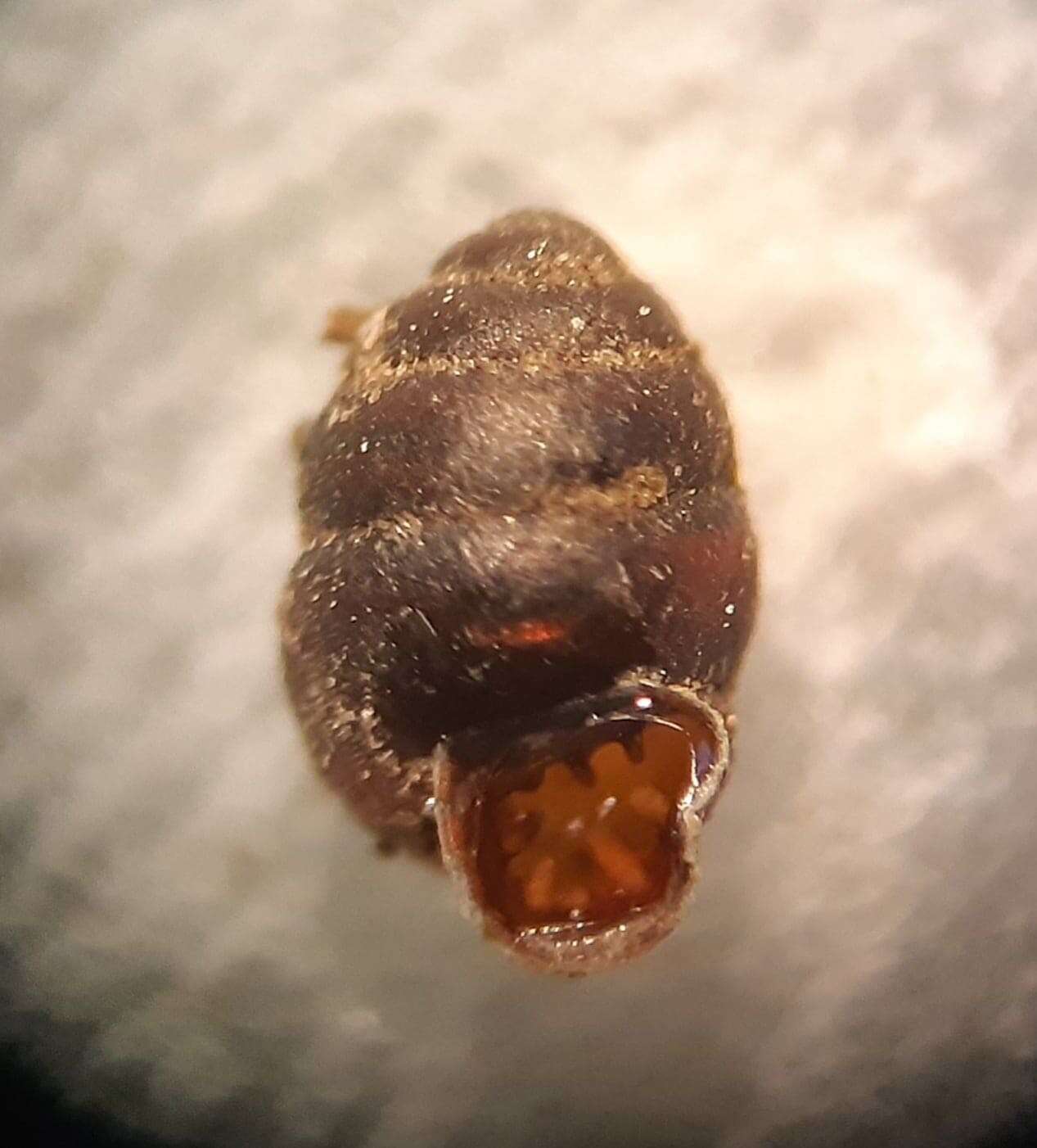 Image of Marsh Whorl Snail