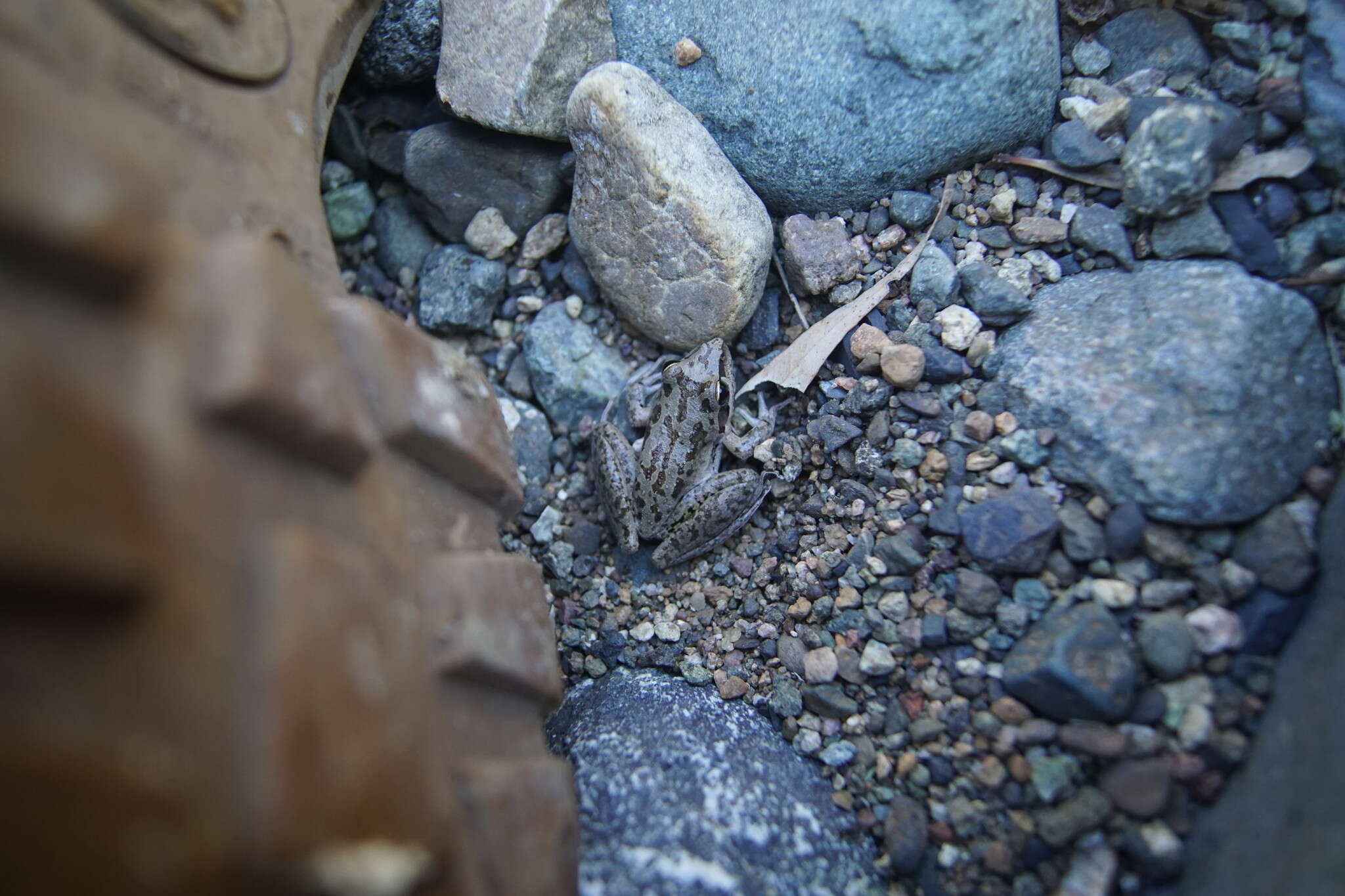 Plancia ëd Litoria inermis (Peters 1867)