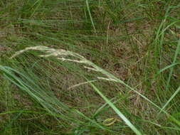 Image of purple small-reed
