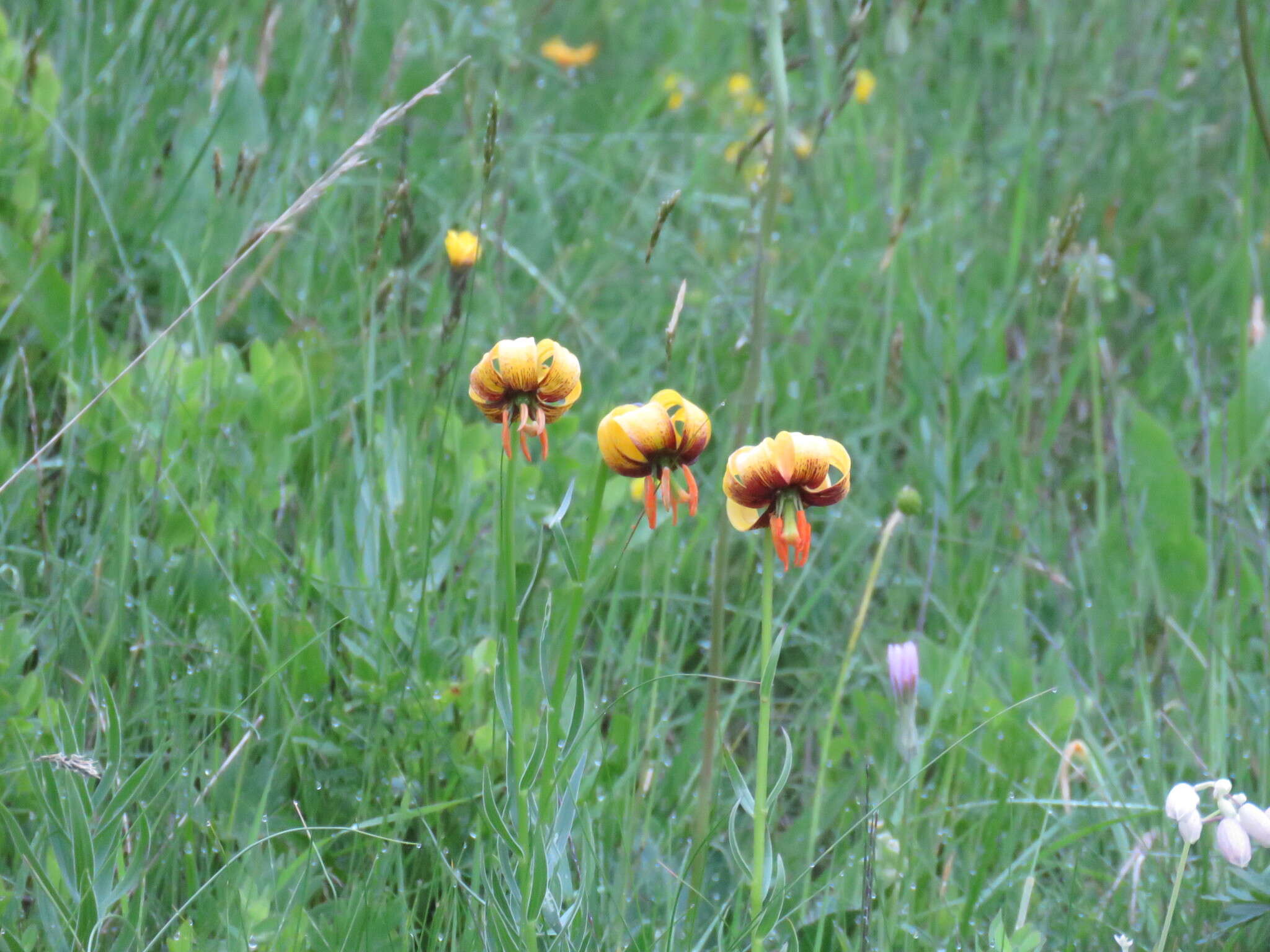 Image of Lilium albanicum Griseb.