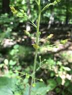 Image of American figwort