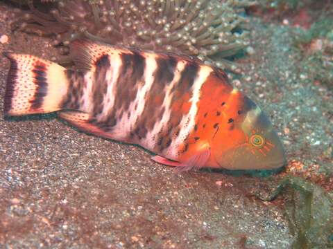 Image of Banded maori wrasse