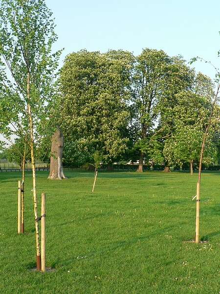 Image of European horse chestnut