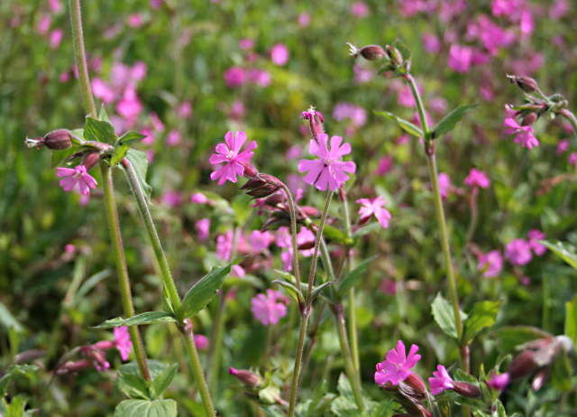 صورة Silene dioica (L.) Clairv.