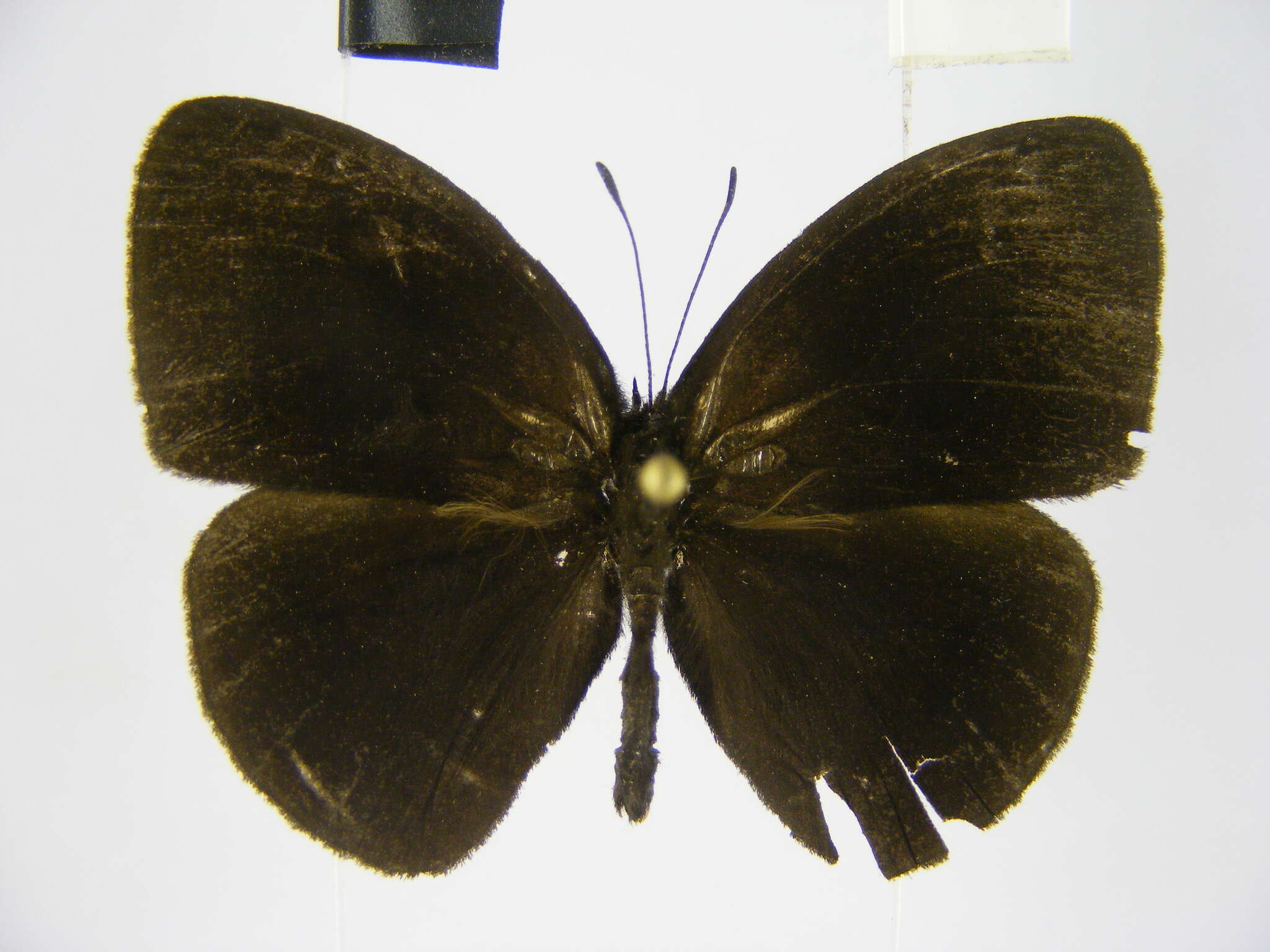 Image of Smith's Bush-brown