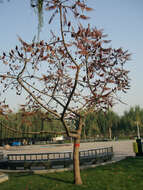 Image of staghorn sumac