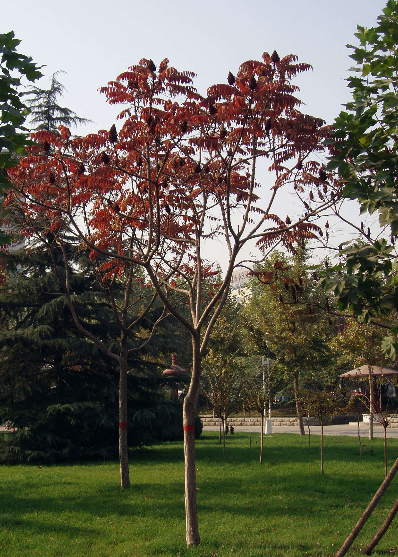 Image of staghorn sumac