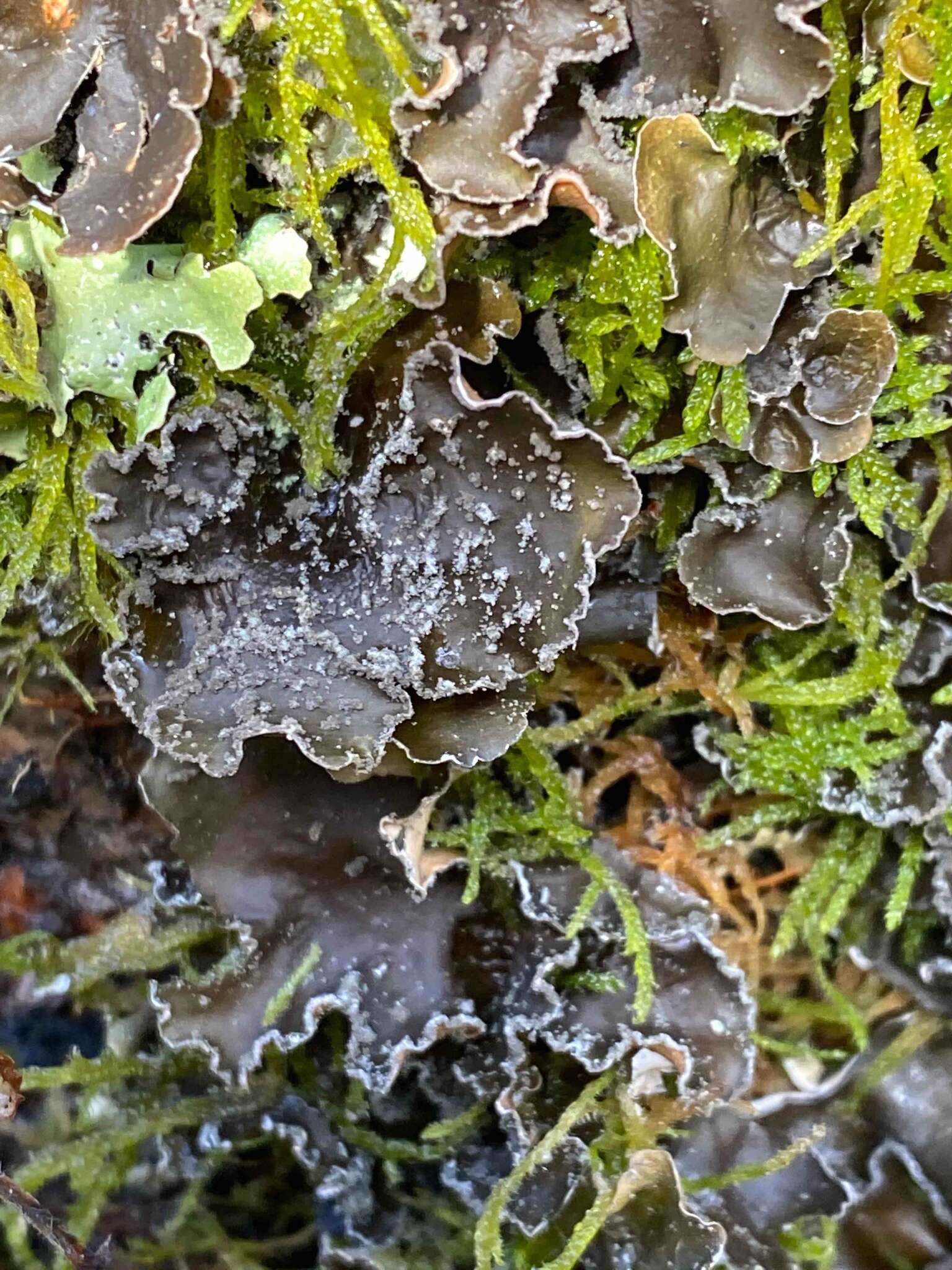 Image of Powdery kidney lichen