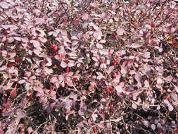 Image of Japanese barberry