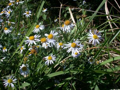 Aster yomena (Kitam.) Honda resmi