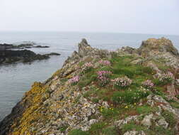 Image of thrift seapink