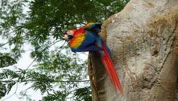 Image of Scarlet macaw