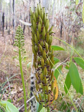 Image of Common Swamp Pitcher Plant