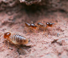 Tenuirostritermes tenuirostris (Desneux 1904)的圖片