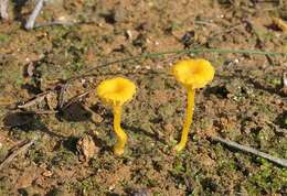 صورة Lichenomphalia chromacea (Cleland) Redhead, Lutzoni, Moncalvo & Vilgalys 2002