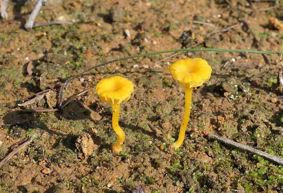 صورة Lichenomphalia chromacea (Cleland) Redhead, Lutzoni, Moncalvo & Vilgalys 2002