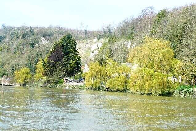 Image of Peking Willow