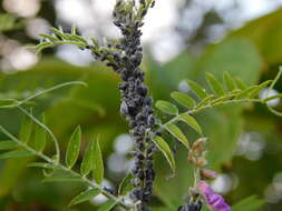 Image of Aphis (Aphis) craccae Linnaeus 1758