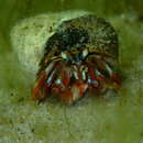 Image of acadian hermit crab