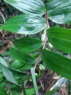 Image of Polygonatum arisanense Hayata