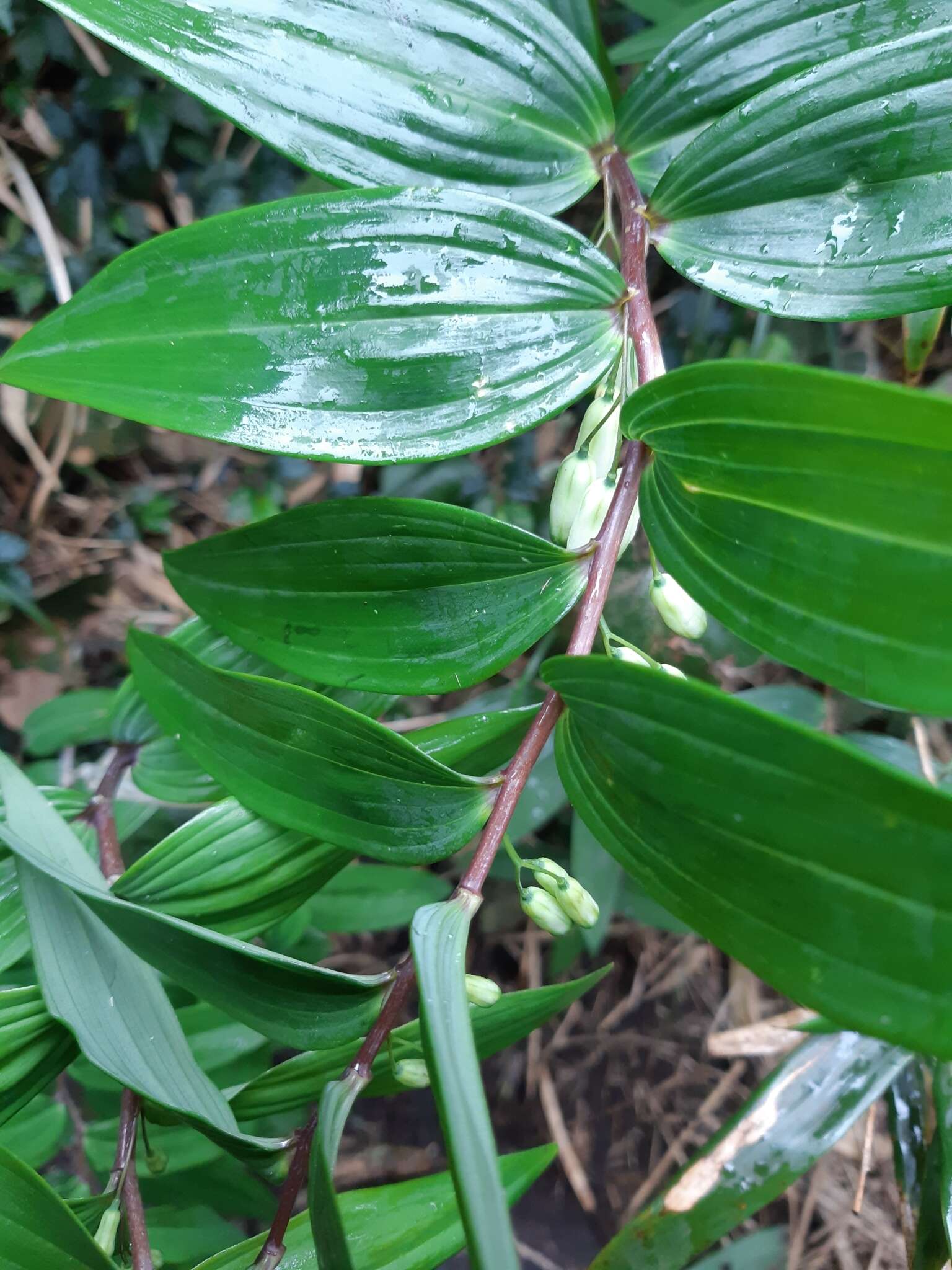 Image of Polygonatum arisanense Hayata