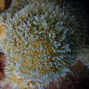 Image of Pillar coral