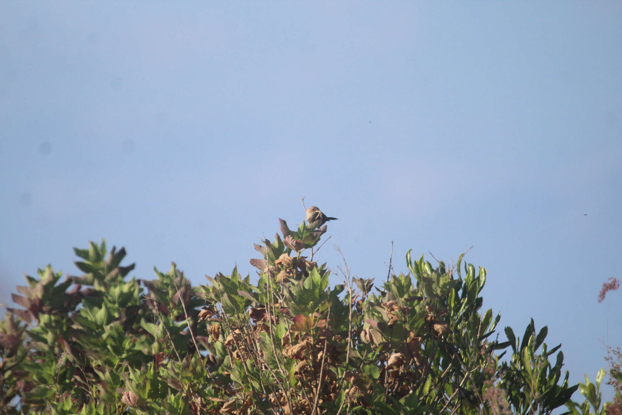 Image of Socorro Wren