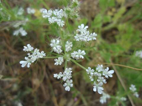 Image of Daucus durieua Lange