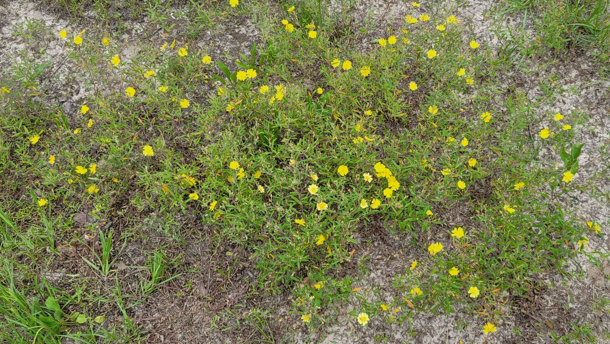 Image of Georgia frostweed