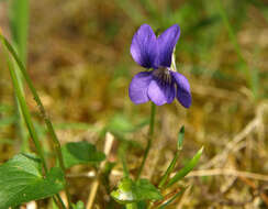 Image of common dog-violet