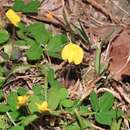 Слика од Arachis duranensis Krapov. & W. C. Greg.