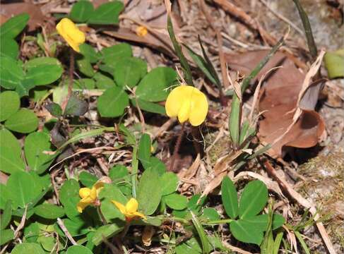 صورة Arachis duranensis Krapov. & W. C. Greg.