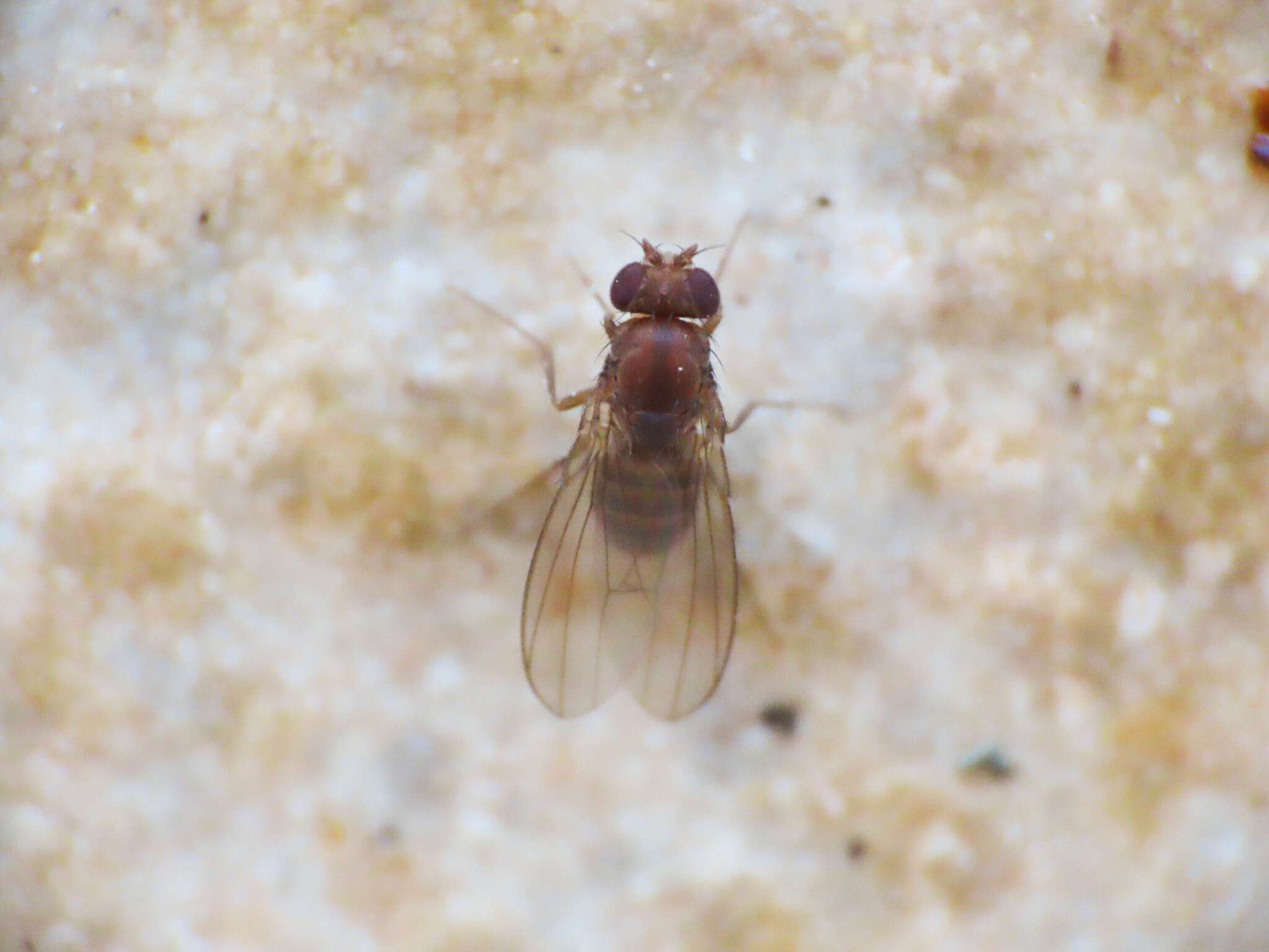 Image of Hirtodrosophila cameraria (Haliday 1833)