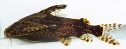 Image de Synodontis batesii Boulenger 1907