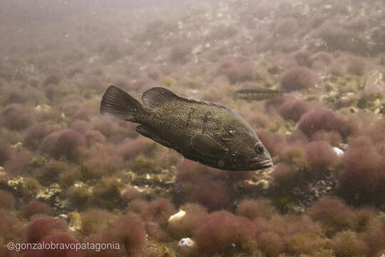 Acanthistius patachonicus (Jenyns 1840) resmi