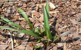 Image of grassleaf Barbara's buttons