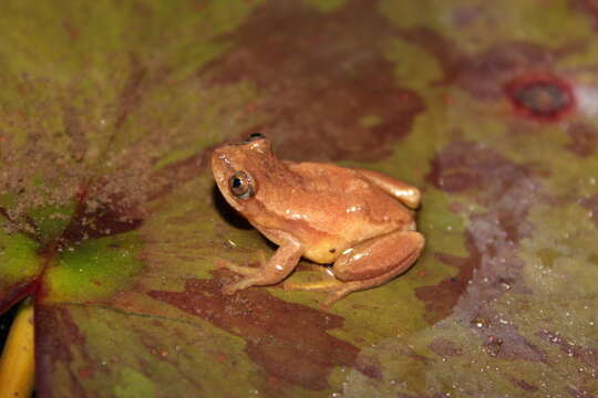 Image of Knysna Banana Frog