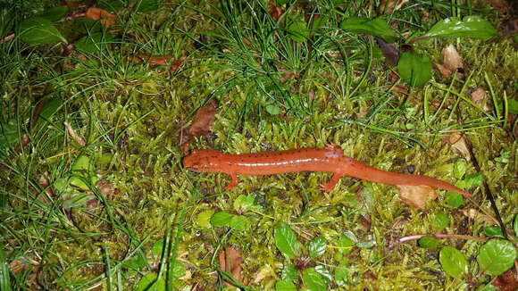 Image of Spring Salamander