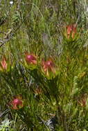 Image of Leucadendron spissifolium subsp. spissifolium