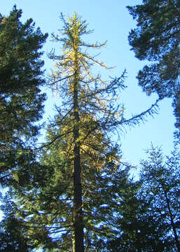 Image of western larch