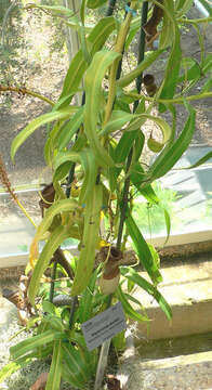 Image of Nepenthes ventricosa Blanco