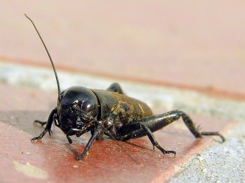 Image of Field cricket