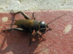 Image of Field cricket