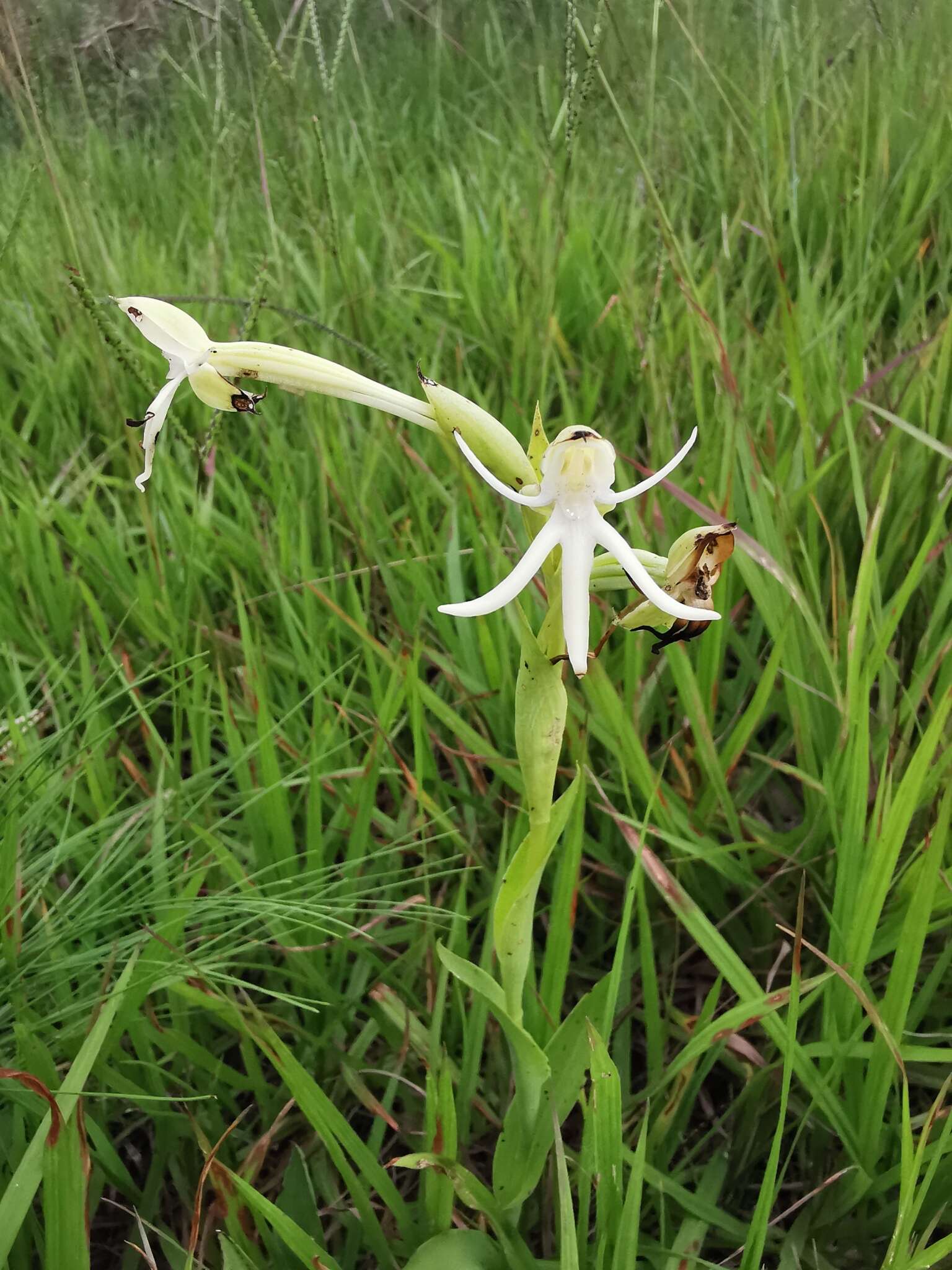 Image of Habenaria trifida Kunth