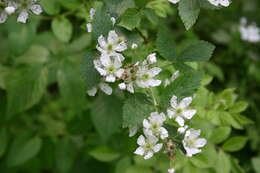 Image of Pennsylvania blackberry